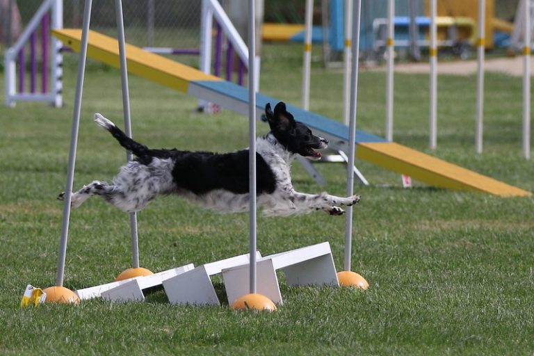 National Agility Trials 2024 NSW Dogs ACT